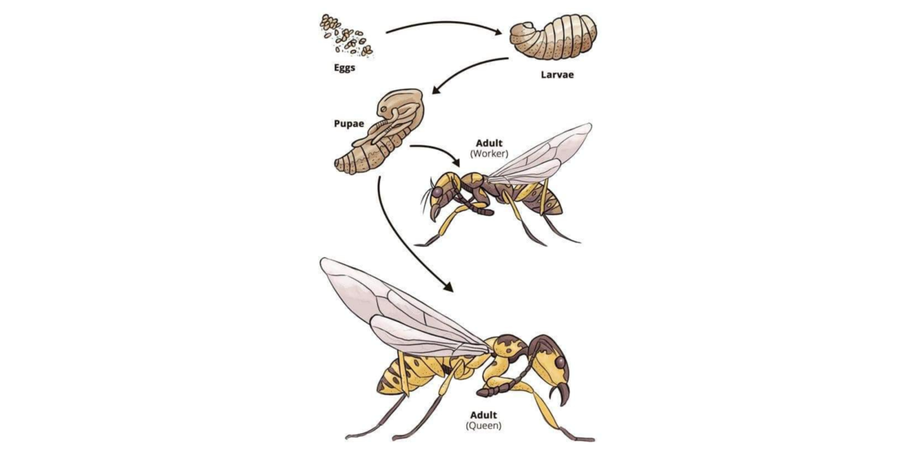 Desaintanpajudul36-ezgif.com-resize